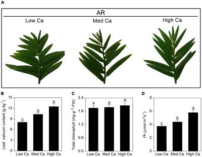 Physiological, Proteomic Analysis, and Calcium-Related Gene Expression Reveal Taxus wallichiana var. mairei Adaptability to Acid Rain Stress Under Various Calcium Levels